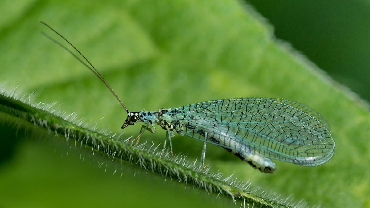 Zvuk lásky: Fascinujúce balenie zeleného lacewinga