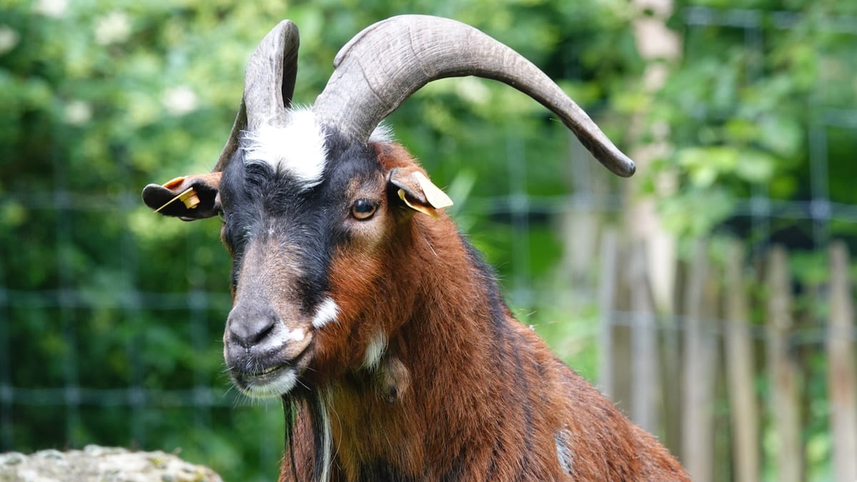 Pan: Grécky boh divočiny a pastierov