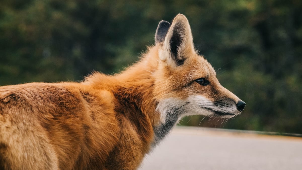 Tajomstvá vlka hrivnatého: Unikátny juhoamerický predátor