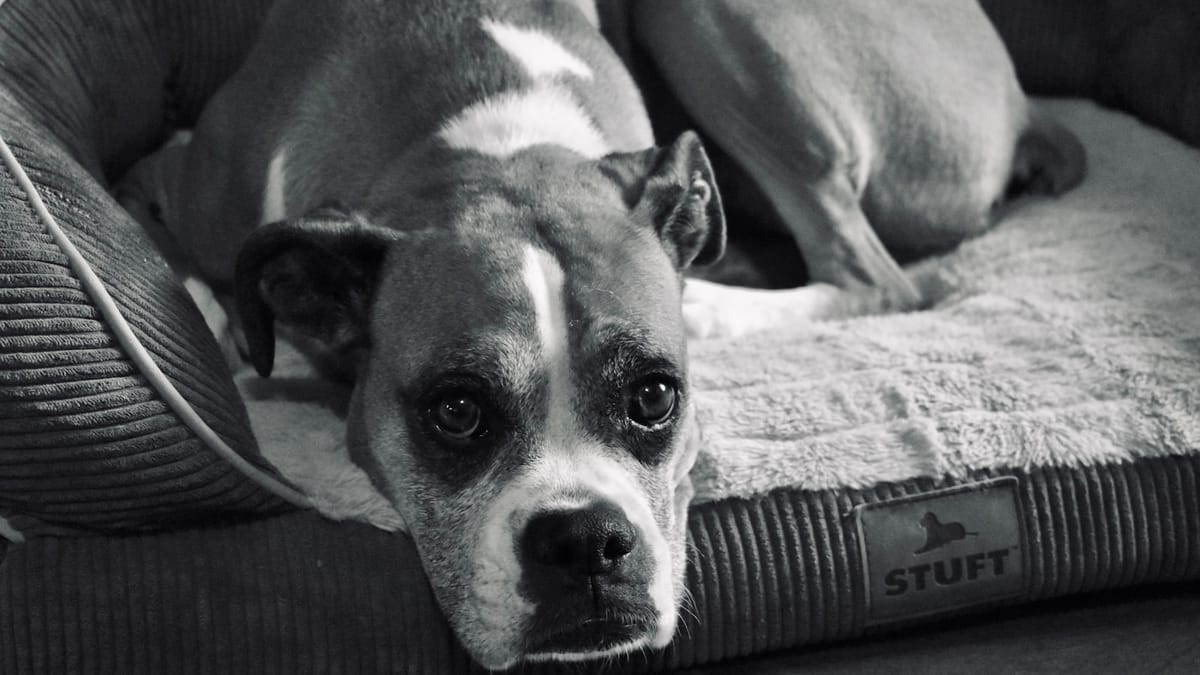 Ako sa vyrovnať so stratou domáceho miláčika: Správa o smútku