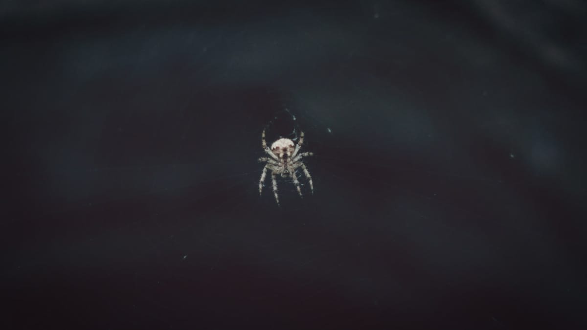 Európska jaskyňa ukrýva 110 000 spoločenských pavúkov!