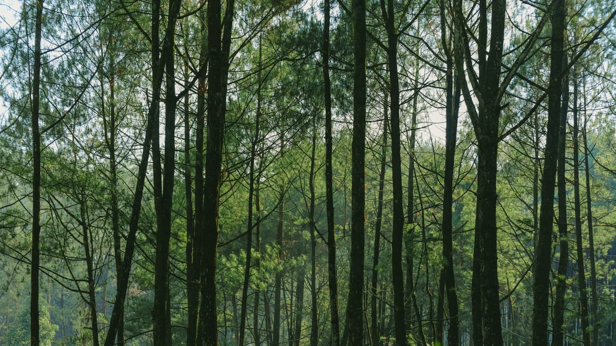 Tajomstvá stromov: Ako fungujú najväčšie živé bytosti