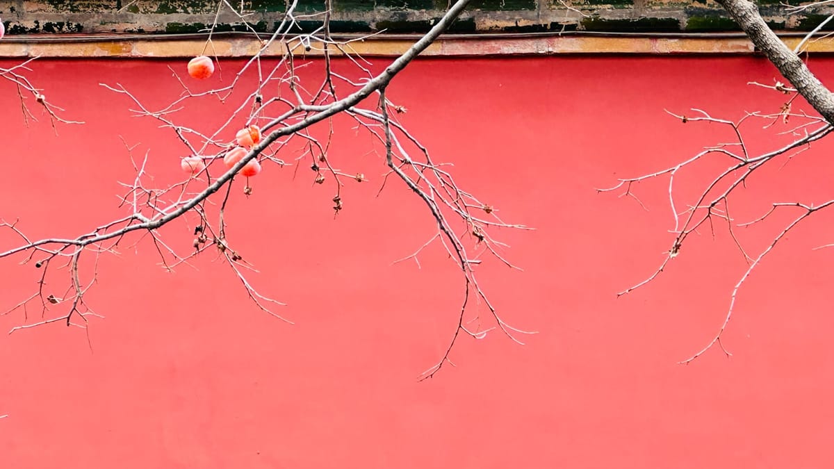 Tajomstvo Pitahaya: Prečo Nikdy Nesmiete Žuť Semienka!