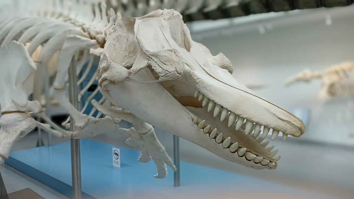 Dinosaury a Veda: Ako sme sa mýlili