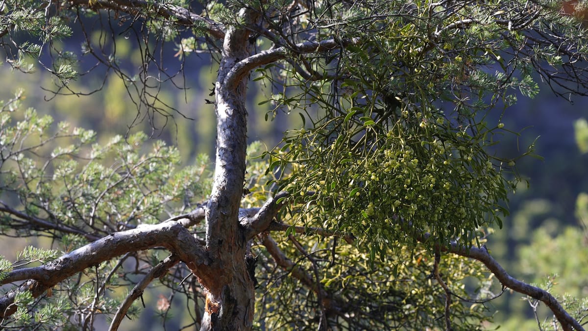 Tajomná rastlina bez chlorofylu: Ako prežíva?