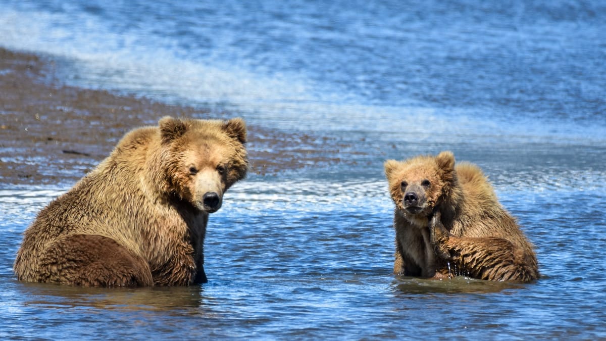 Medveď v Japonsku: Invázia, útoky a možné riešenia
