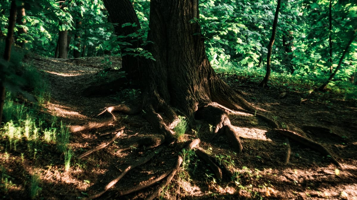 Tajomstvo posvätných hájov: história učí viac ako fantasy