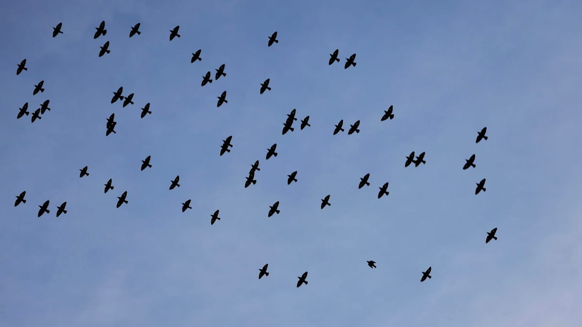 Ako naučiť vtáky migrovať a zachrániť druh na pokraji vyhynutia?