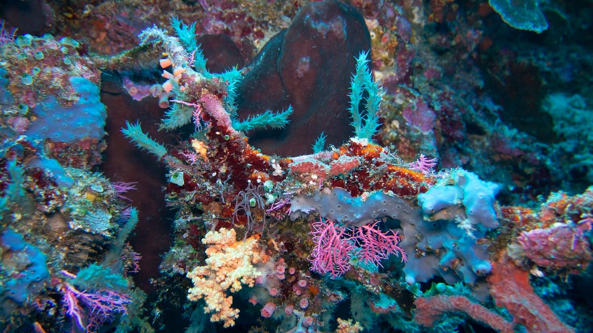 Majstri maskovania: Štyri drobné živočíchy a ich úžasná kamufláž