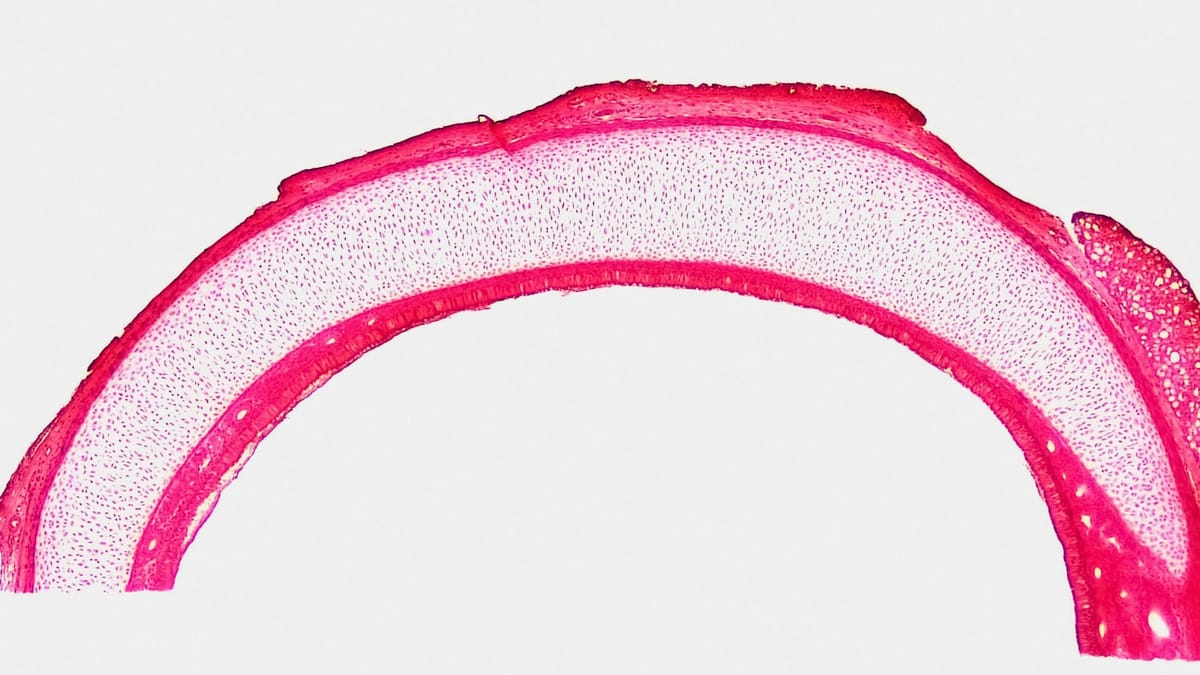 Tajomná sila menštruačnej krvi: Vedci ju využívajú na rast orgánov