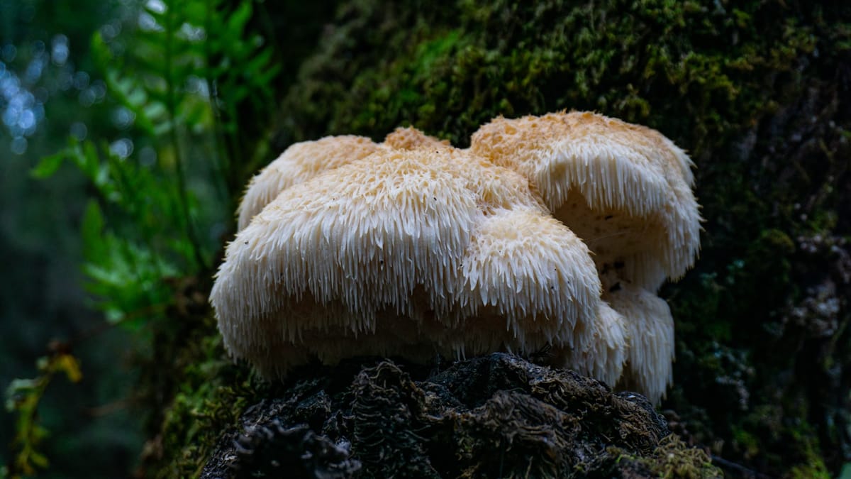 Prečo stromy nevytvárajú diery? Tajomstvá podzemného života