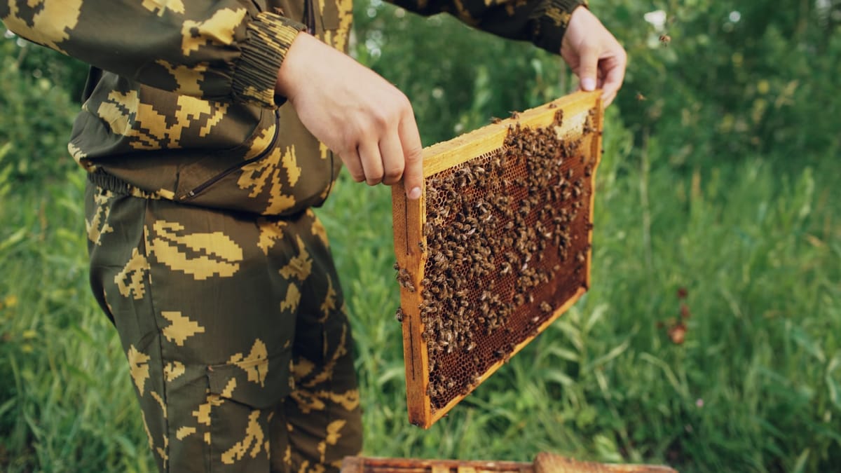 Kvalita slovenského medu: porovnanie s Manuka honey