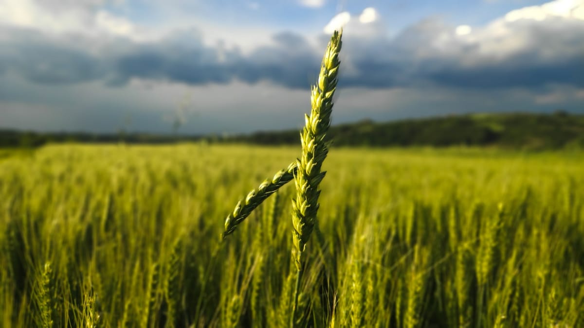 Satelitné snímky a AI: Revolúcia v pestovaní úrody