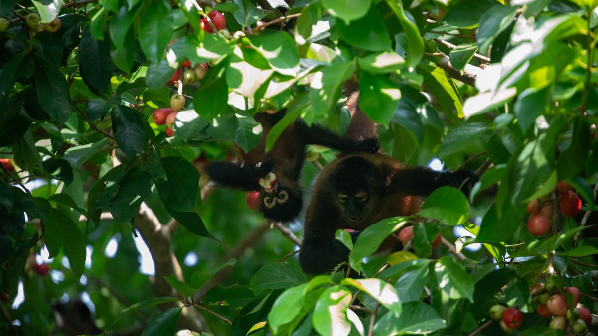 Amazónia: Udržateľné využívanie zdrojov chráni les a podporuje komunity