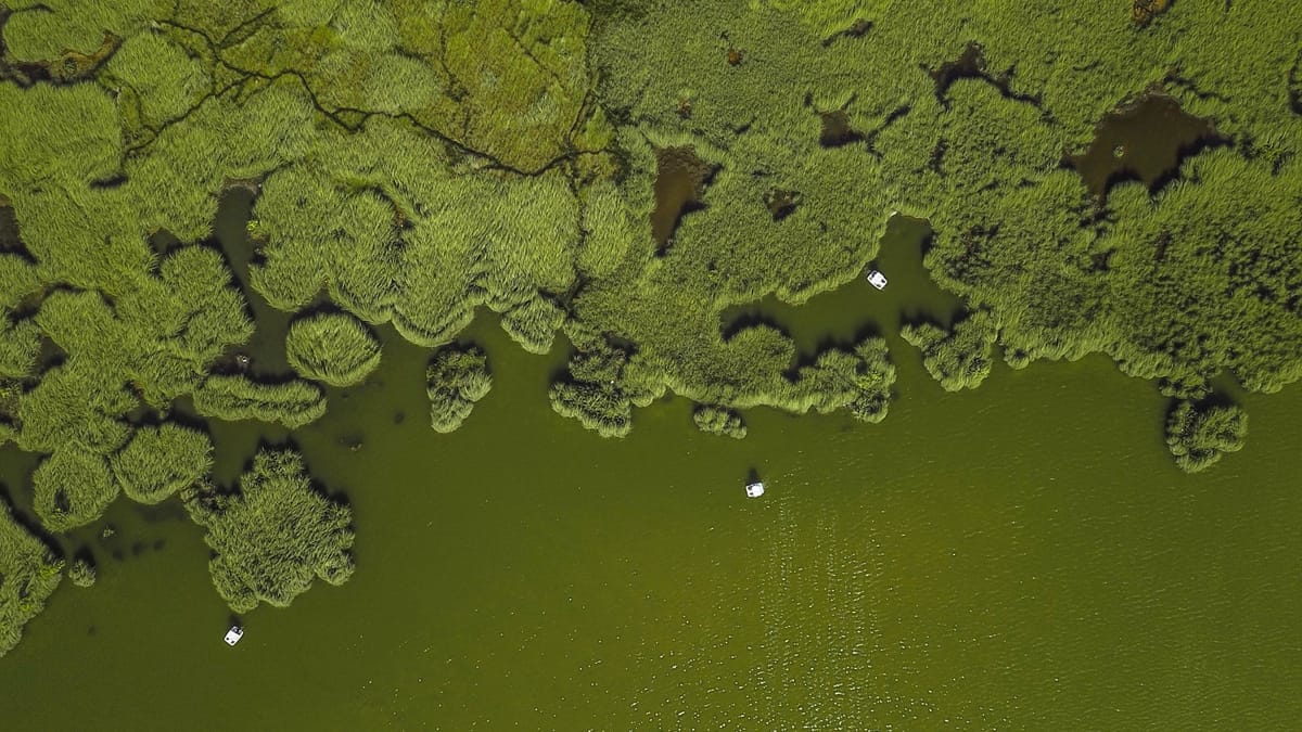 Môžu živočíchy používať fotosyntézu na prežitie?