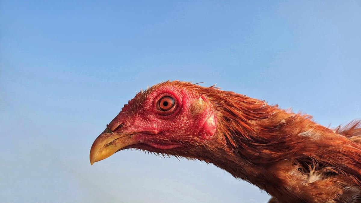 Odhalenie tajomstva kódov chrípky: H1N1, H7N9