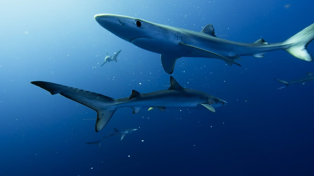 Obráťme trend: Chráňme oceány a žraloky