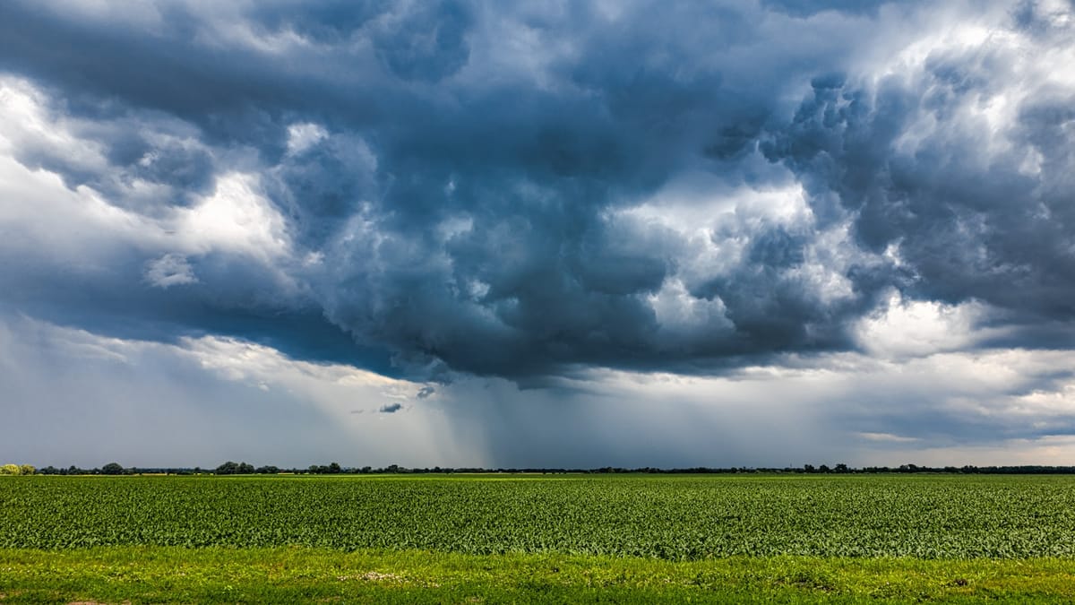 Huby a dážď: Nová štúdia odhaľuje prekvapivú spojitosť