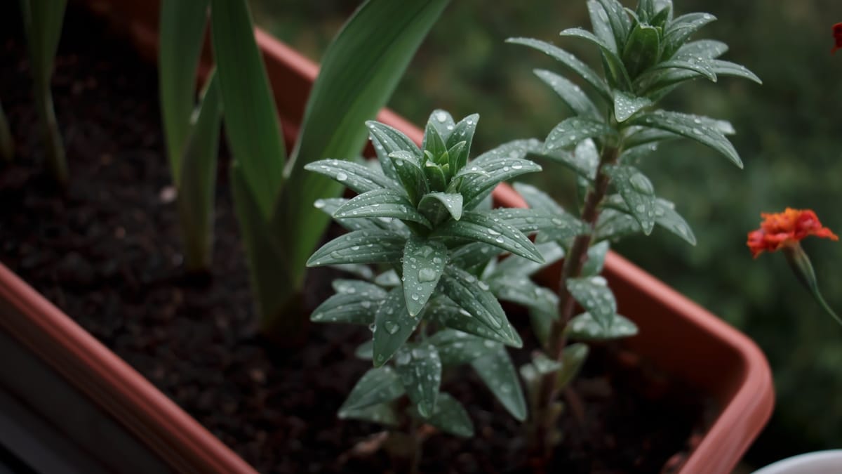 Rastlina Akácia: Zázrak prírody s vlastným "jazierkom"