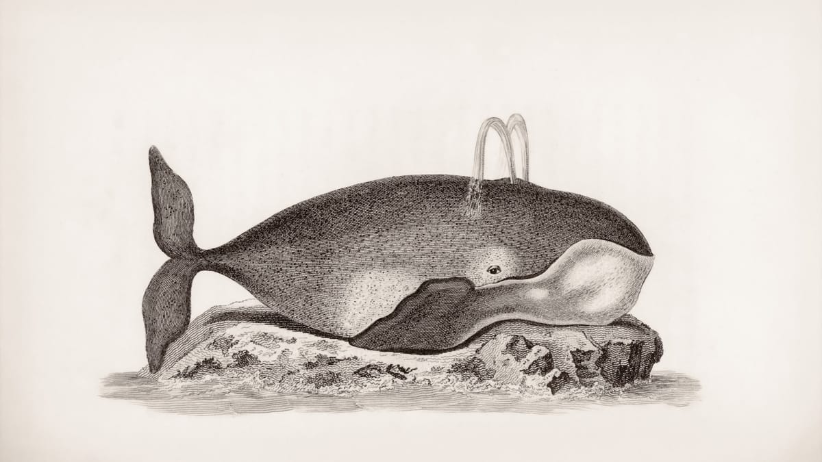 Tajomstvá dugongov: Fascinujúci svet morských kráv