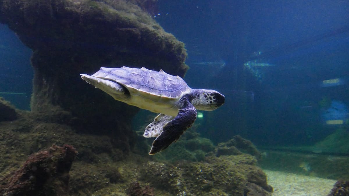 Ochrana oceánov: Výzva od Fabiena Cousteaua na konferencii OSN