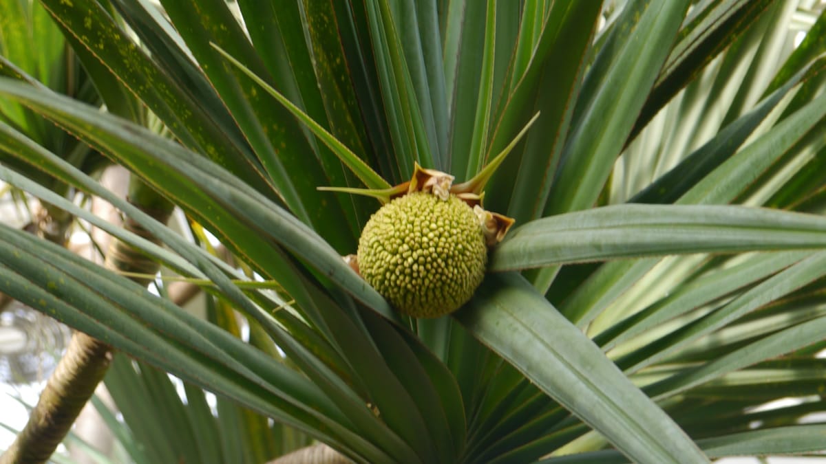 Ohromujúca akýšicha: Rastlina, ktorá si vytvára vlastný "vodač"