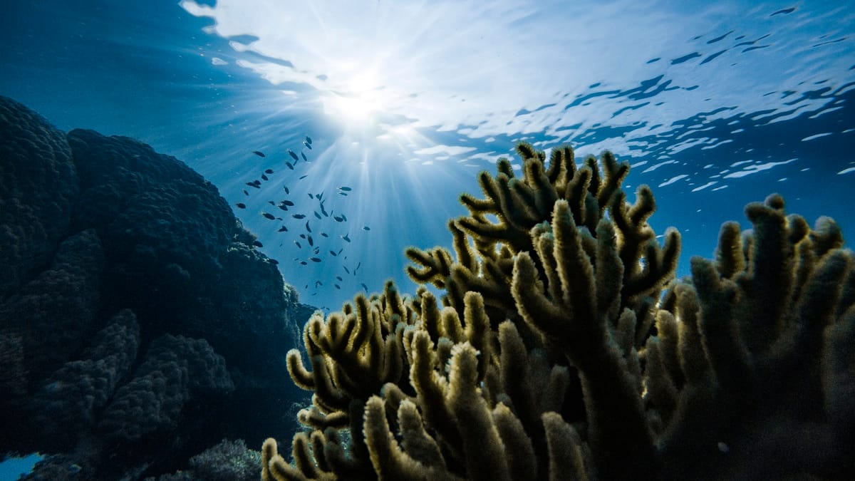 Tajomstvo zlatistej guľky z hlbín oceánu rozlúštené!