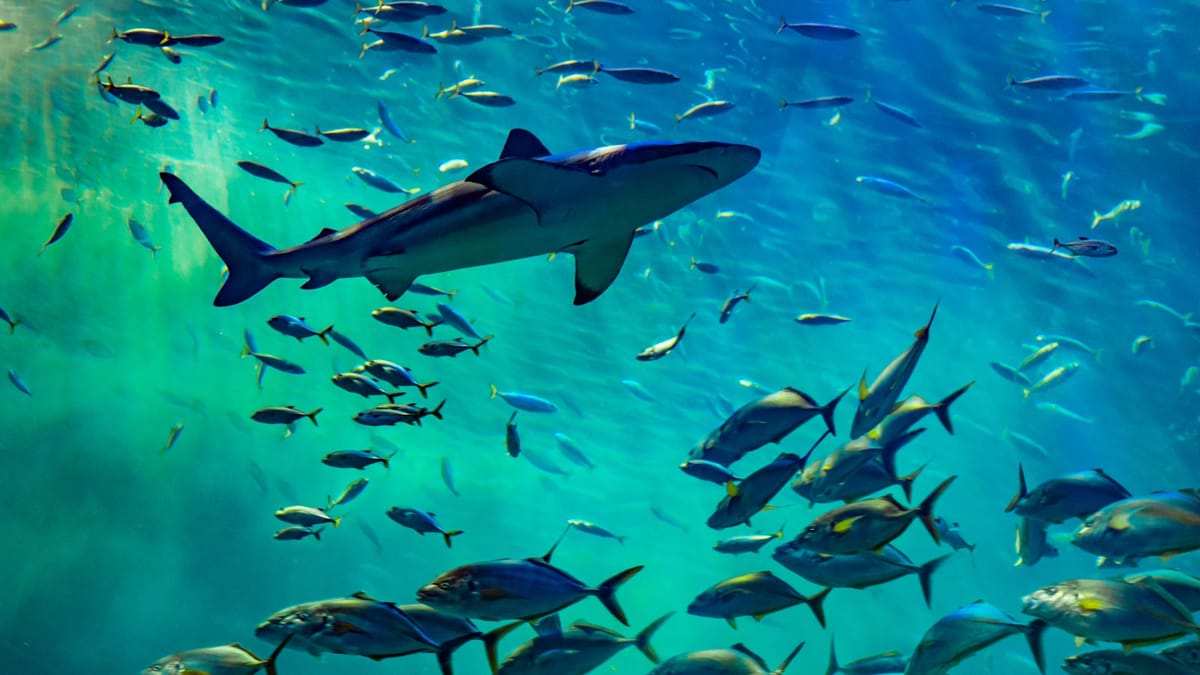 Najväčší predátori oceánov všetkých čias