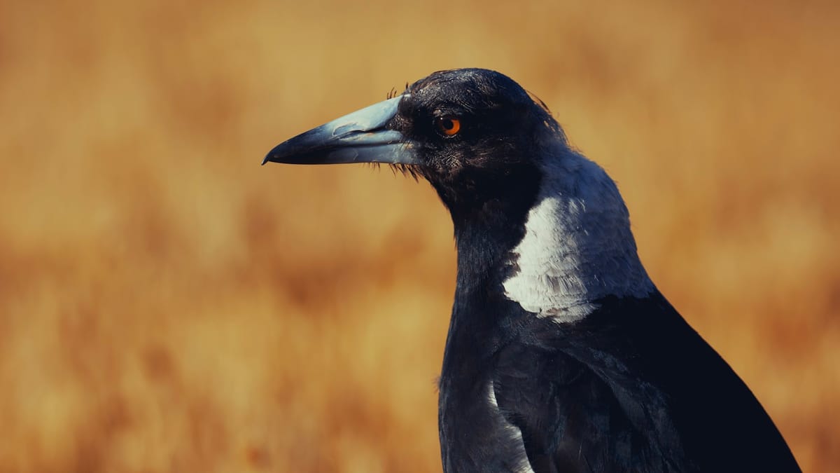 Najdesivejšia Austrálska Kačka?