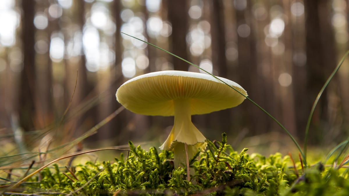 SAV na Pohode: Vedci predstavujú svoj výskum