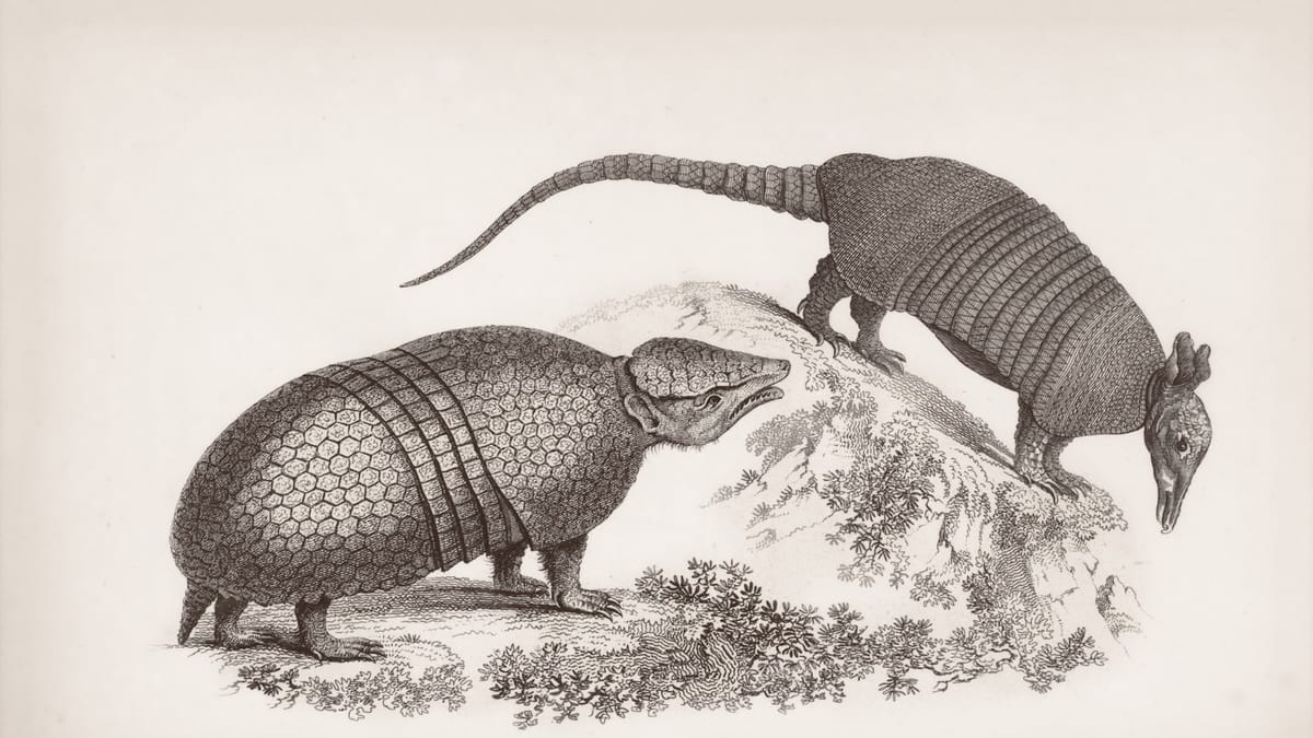 Obrovskí glyptodonti: Čo ich vyhladilo?