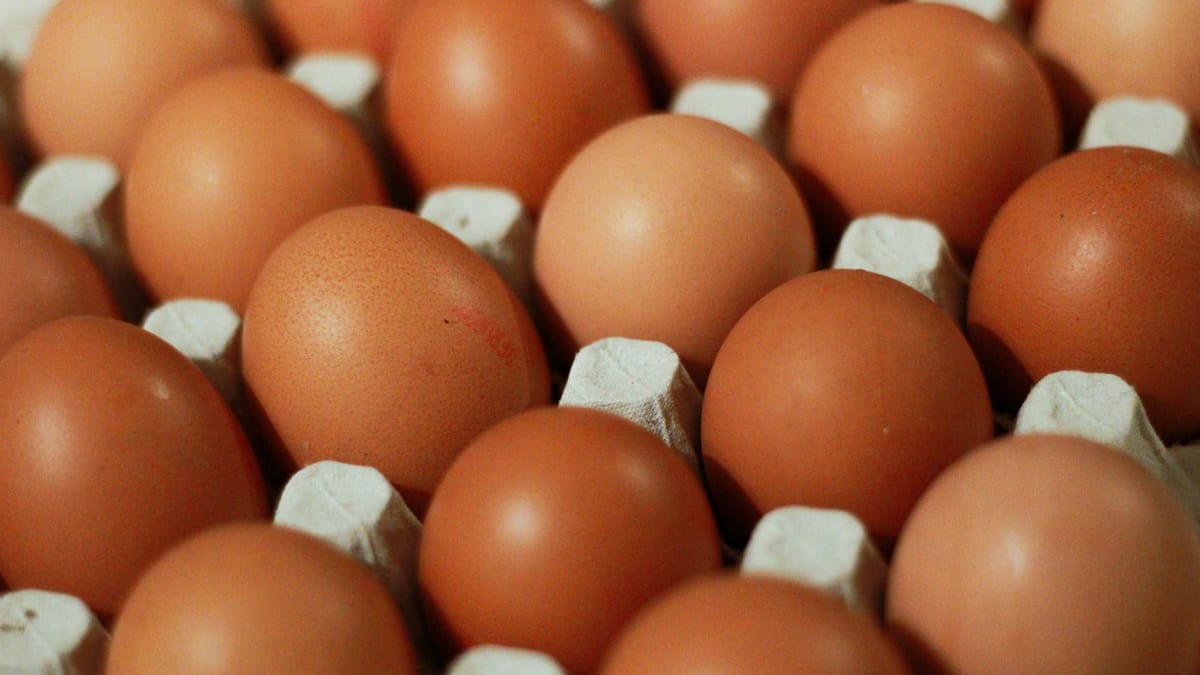 IVF: Skutočnosť vs. Propaganda – Výskum Profesora Winstona