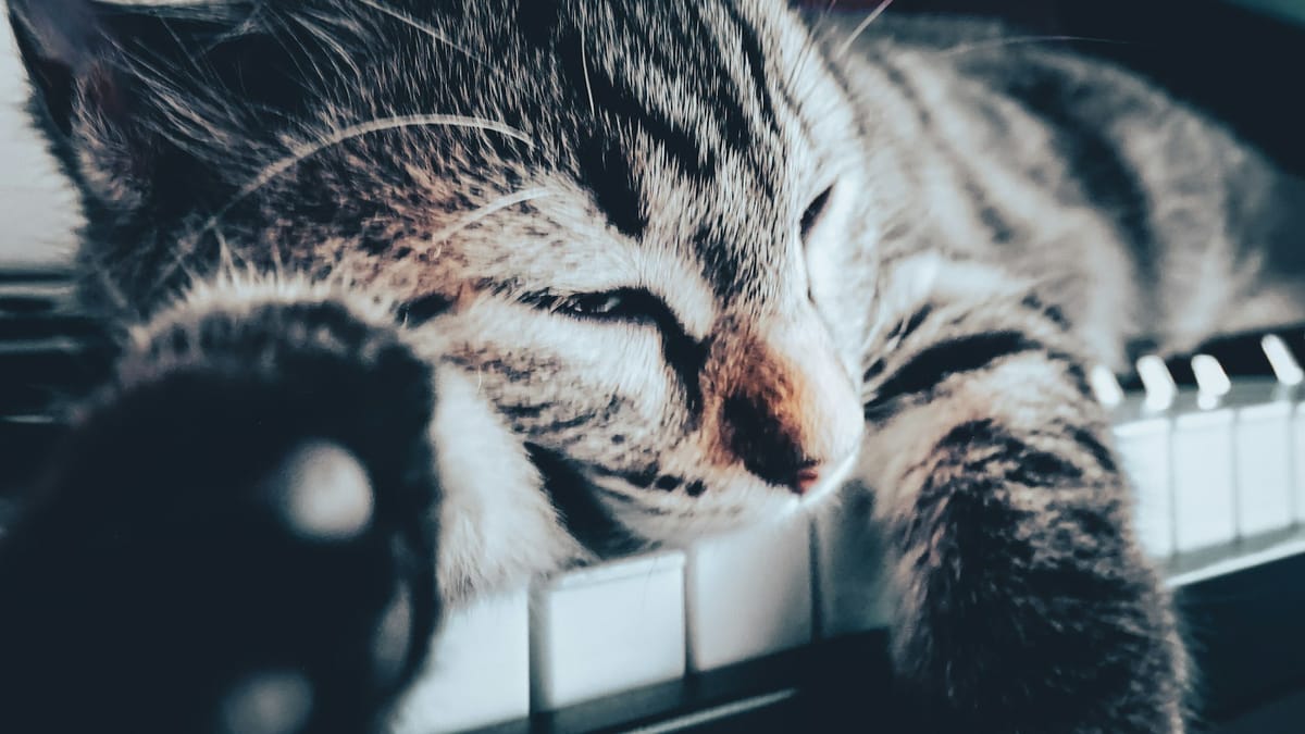 Recenzia knihy Metal Cats: Heavy metal a mačky v neobyčajnej kombinácii