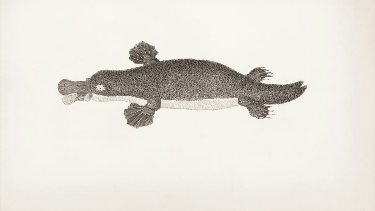 Nová evolučná záhada: Platypus môže zmeniť naše chápanie evolúcie