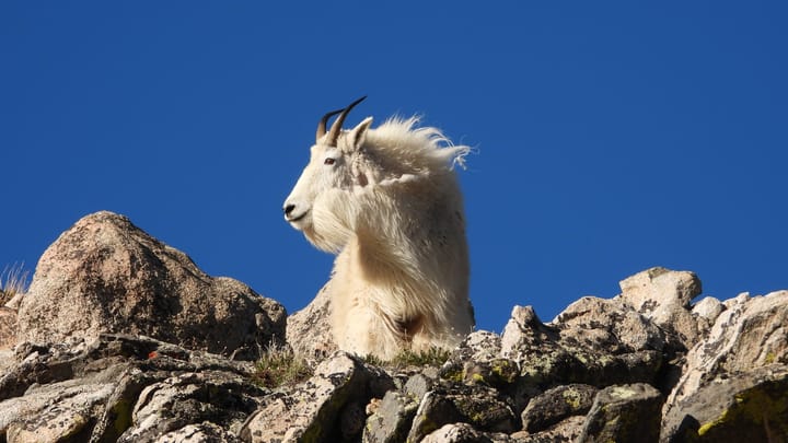 Odhalenie tajomstiev Goat Rocks: Vulkanická činnosť a študentský výskum