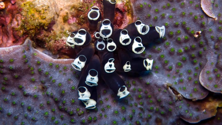 Obrovské sifonofóry: Lovci hlbín a superorganizmy