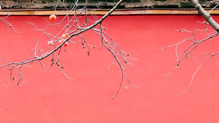 Tajomstvo Pitahaya: Prečo Nikdy Nesmiete Žuť Semienka!