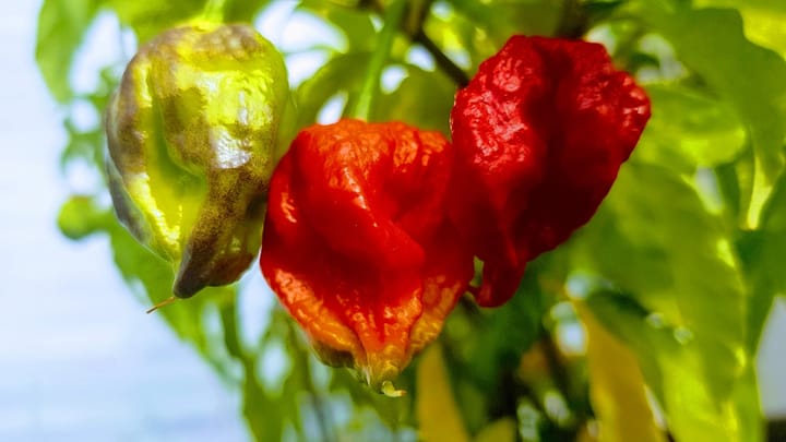 Tajomstvo zmiznutia vody z papriky Carolina Reaper