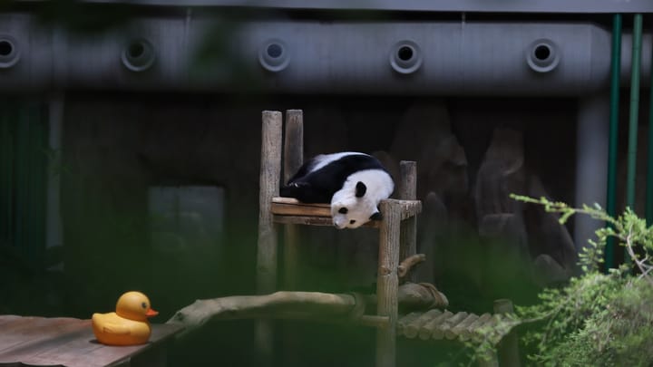 Diplomacia pandy: Čínsky nástroj mäkkej sily a politického nátlaku