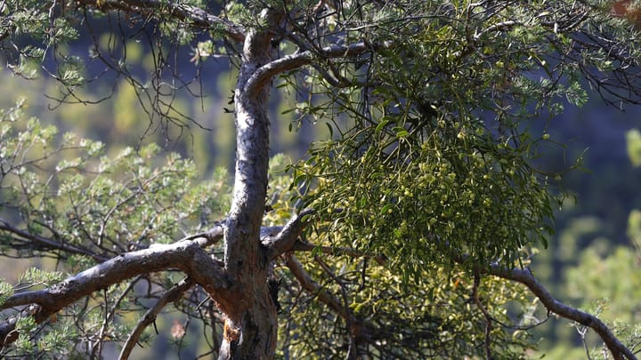 Tajomná rastlina bez chlorofylu: Ako prežíva?