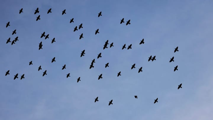 Ako naučiť vtáky migrovať a zachrániť druh na pokraji vyhynutia?