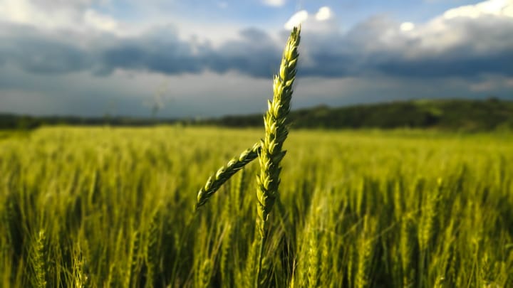 Satelitné snímky a AI: Revolúcia v pestovaní úrody