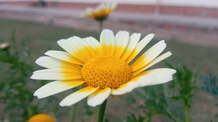 Ako píšu profesionáli texty k piesňam?