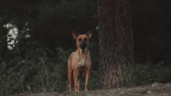 AI v Domácej Bezpečnosti: Pohľad Zakladateľa Ringu