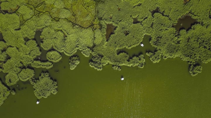 Môžu živočíchy používať fotosyntézu na prežitie?