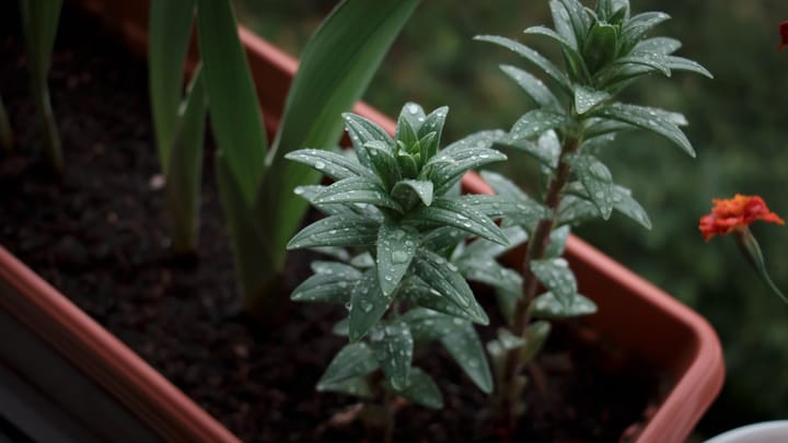 Rastlina Akácia: Zázrak prírody s vlastným "jazierkom"