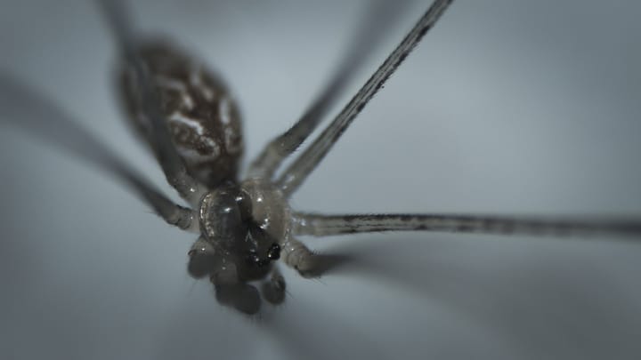 Posledný branný boj mobilnej pechoty proti Arachnidom