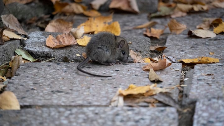 Preberajú krysy naše mestá?