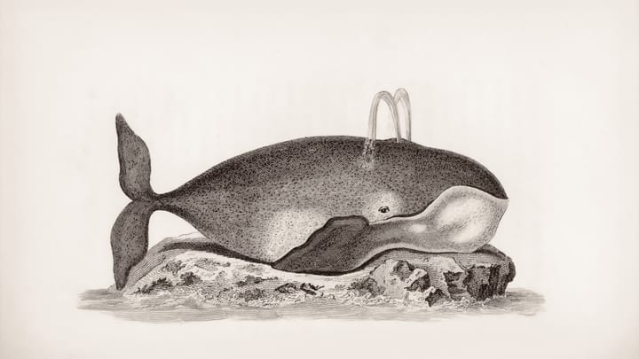 Tajomstvá dugongov: Fascinujúci svet morských kráv