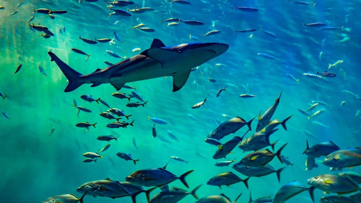 Najväčší predátori oceánov všetkých čias